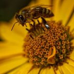 Creative Gardening Mother's Day gift ideas for plant-loving moms to enjoy