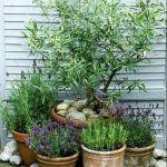 GARDENING AROUND POOL IDEAS for a relaxing oasis