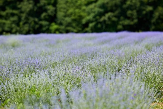 Coolest Gardening Ideas 1 unique plant combinations, DIY projects, and eco-friendly practices