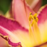 Enhance your outdoor space with these innovative landscaping techniques