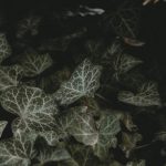 Gardening Ides Unique plant arrangements, DIY projects, and landscaping inspiration