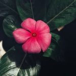 Ideas for Slate Gardens Creative landscape designs for slate gardens with unique features and textures