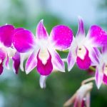 tools, plants, books. Perfect for the gardening enthusiast mom