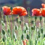Gift Ideas for 70 Year Old Woman Gardener Tools, Plants, and Decor for her Garden Oasis