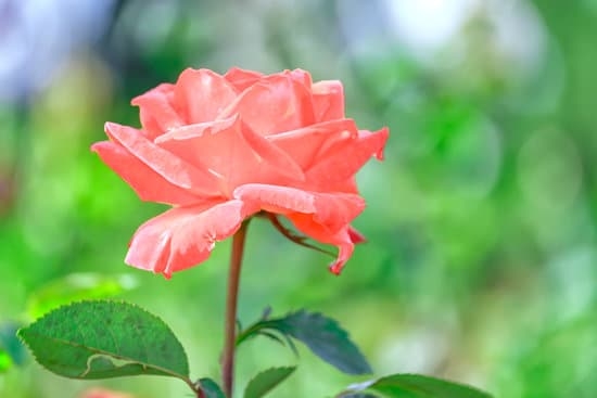Gardening Ideas for Father& 39 3 Father's Day garden gift guide showcasing unique and fun gardening ideas for dads