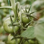 Gardeners World 101 Idea Discover top gardening tips and tricks in Gardeners World 101 Idea blog