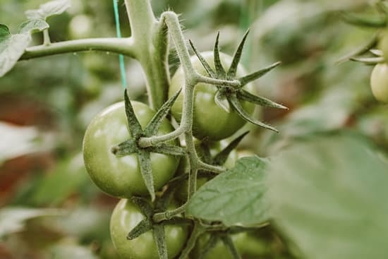 Gardeners World 101 Idea 7 Discover top gardening tips and tricks in Gardeners World 101 Idea blog