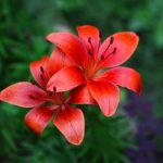 Outdoor Patio Gardening Ideas Explore creative outdoor patio gardening ideas for a beautiful backyard oasis