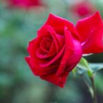 Gardeners World 101 Ideas for Small Gardens Martyn Cox Explore gardeners world with 101 ideas for small gardens by Martyn Cox, a must-read for green thumbs