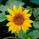 Transform your outdoor space with these front lawn gardening ideas for a beautiful landscape transformation