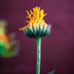 Summer Gardening Ideas With Kids Engage kids in fun activities like planting, watering, and harvesting in your summer gardening