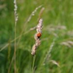 Gardening Gift Ideas for Father' unique and practical gifts for gardening enthusiasts