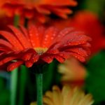 Creative Ideas for Balcony Gardens Transform your balcony with creative ideas for balcony gardens, enhancing your outdoor living space beautifully