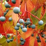 Ideas for Gardener Business Name Ideal Business Name Ideas for Your Gardening Venture