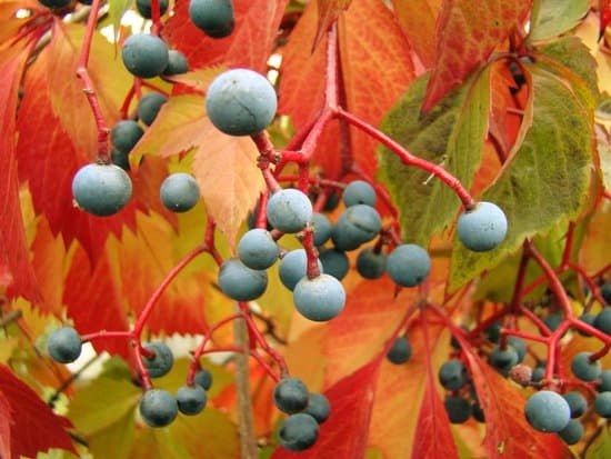 Ideal Business Name Ideas for Your Gardening Venture