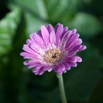 Unique plant combinations, DIY tips, space-saving techniques