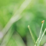 Explore HGTV gardening ideas for beginners, start your green journey now