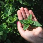 Home Gardening Ideas Chennai Urban gardening, sustainable practices, and plant care tips