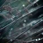 Pool Gardens Ideas Exquisite designs for pool gardens ideas showcasing lush greenery and elegant features