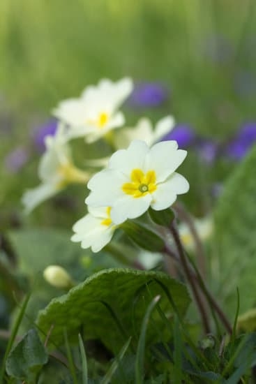 Country Style Container Gardening Ideas 3 Explore creative country style container gardening ideas for a charming outdoor space transformation