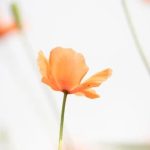 Explore front of house gardening ideas for curb appeal and landscaping inspiration