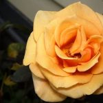 Vibrant plant selections for Ideas for Full Sun Gardens