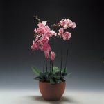 Explore creative decking ideas for tiered gardens with various levels and designs