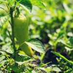 Ideas Keeps Plastic Cups From Blowing Over in Beer Gardens using plastic cup holders in beer gardens