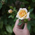 Explore innovative urban gardening ideas for plant enthusiasts living in cities. Grow green in small spaces