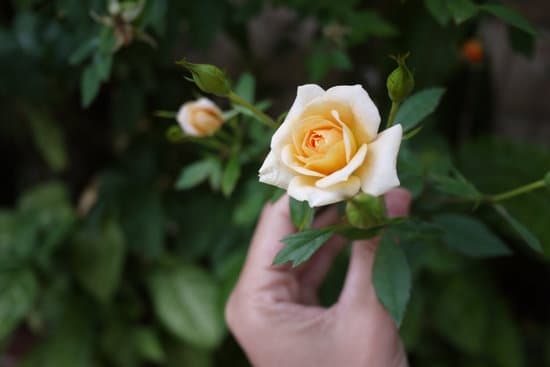 Urban Gardening Ideas for City-Dwelling Plant Lovers 1 Explore innovative urban gardening ideas for plant enthusiasts living in cities. Grow green in small spaces