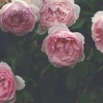 Landscape Ideas for Small Gardens maximizing space, utilizing vertical gardening, and incorporating multi-functional furniture