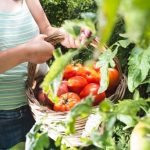 Design Ideas for Woodland Gardens A Nature-Inspired Oasis