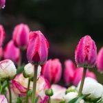 Explore Keith Wiley's creative shade ideas and inspiration for shady gardens