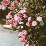Wall Gardening Ideas Diy Explore unique wall gardening ideas DIY for a stunning green oasis at home