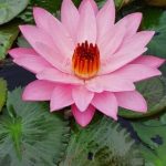 Foundation Gardening Ideas Explore creative foundation gardening ideas for your yard with colorful plants and unique designs