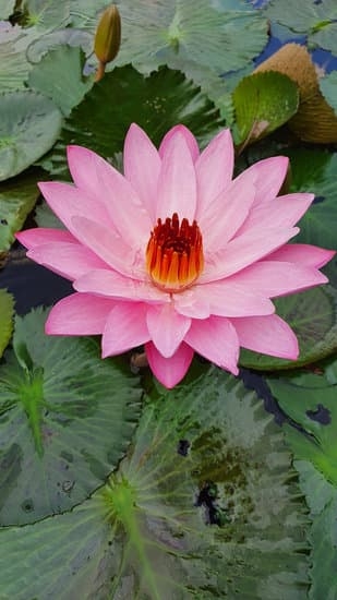 Foundation Gardening Ideas 1 Explore creative foundation gardening ideas for your yard with colorful plants and unique designs