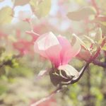 Gardening Ideas Cedar Logs Transform your outdoor space with creative gardening ideas using rustic cedar logs