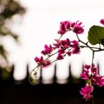 container gardens over 200 fresh ideas for indoor and outdoor2017