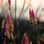 Waterscaping Plants and Ideas for Natural and Created Water Gardens Choose diverse waterscaping plants to enhance natural and created water gardens