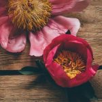 Ideas Seed Christmas Gift Gardener seeds, plants, tools, and more
