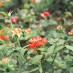 gardening gift ideas 15 to 20