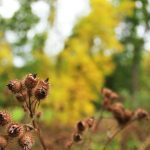 Explore innovative gardening ideas for South Florida's unique climate and soil conditions