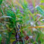 Feature Ideas for Gardens Browse feature ideas for gardens like plants, pathways, and outdoor furniture inspiration