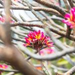 Gardening Rooftop Ideas Gardening rooftop ideas with vibrant plants, cozy furniture, and breathtaking views