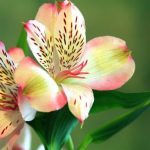Gardens and Landscaping Ideas Inspiration for your outdoor space - GARDENS AND LANDSCAPING IDEAS