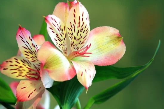 Gardens and Landscaping Ideas 1 Inspiration for your outdoor space - GARDENS AND LANDSCAPING IDEAS