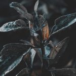 Gardening Gift Idea Browse unique gardening gift ideas for a perfect present for garden enthusiasts