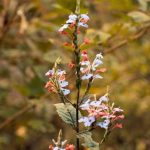 Transform your 55 gallon metal drum with creative gardening ideas