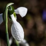 Gardening With Pavers Ideas Transform your backyard with these inspiring Gardening with Pavers Ideas, creating a beautiful outdoor space