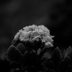 Gardener Ideas unique landscaping tips, DIY projects, and plant care guides
